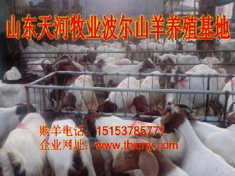 自貢魯西黃牛價格_志趣網(wǎng)